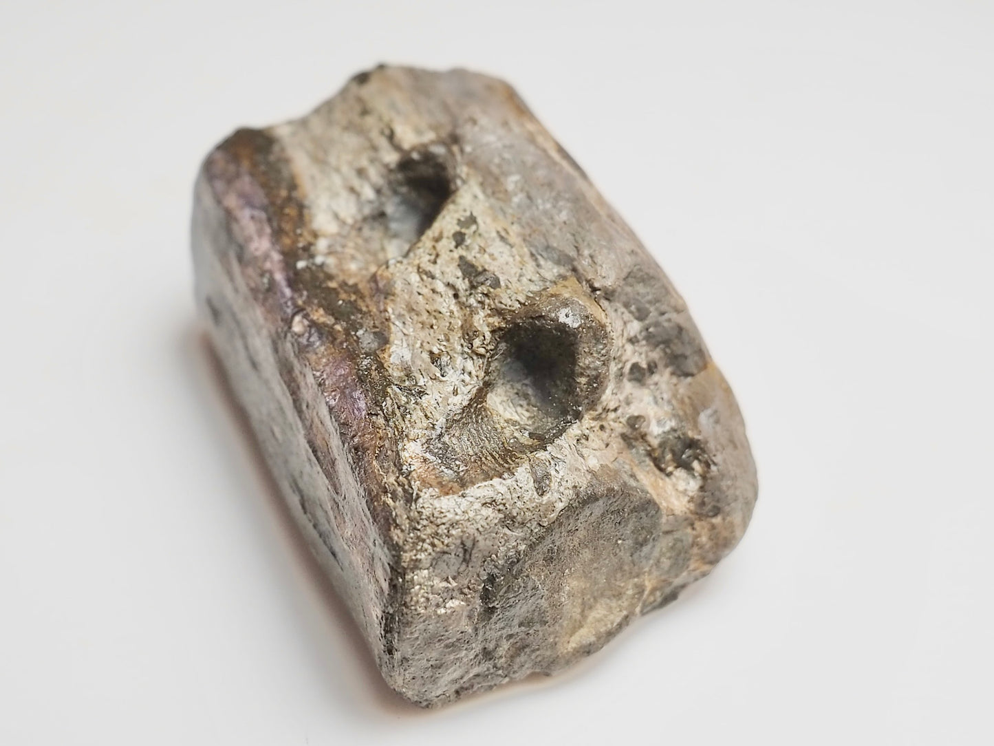 Fossilised Crocodile Jaw Bone Section – Tooth Sockets – Jurassic Yorkshire