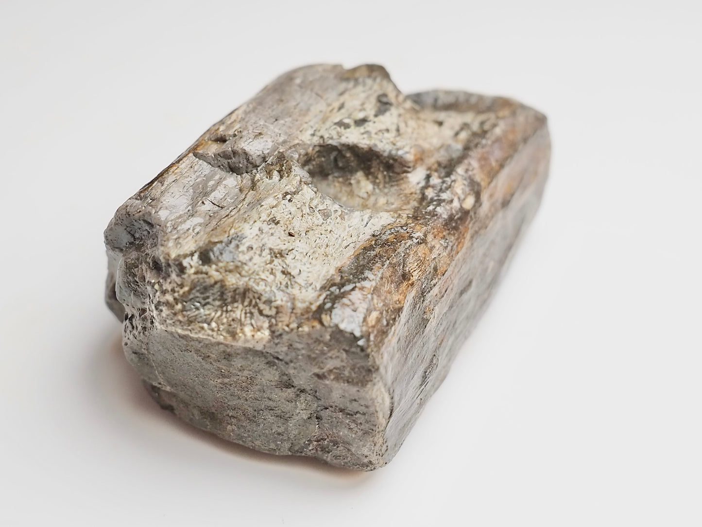 Fossilised Crocodile Jaw Bone Section – Tooth Sockets – Jurassic Yorkshire