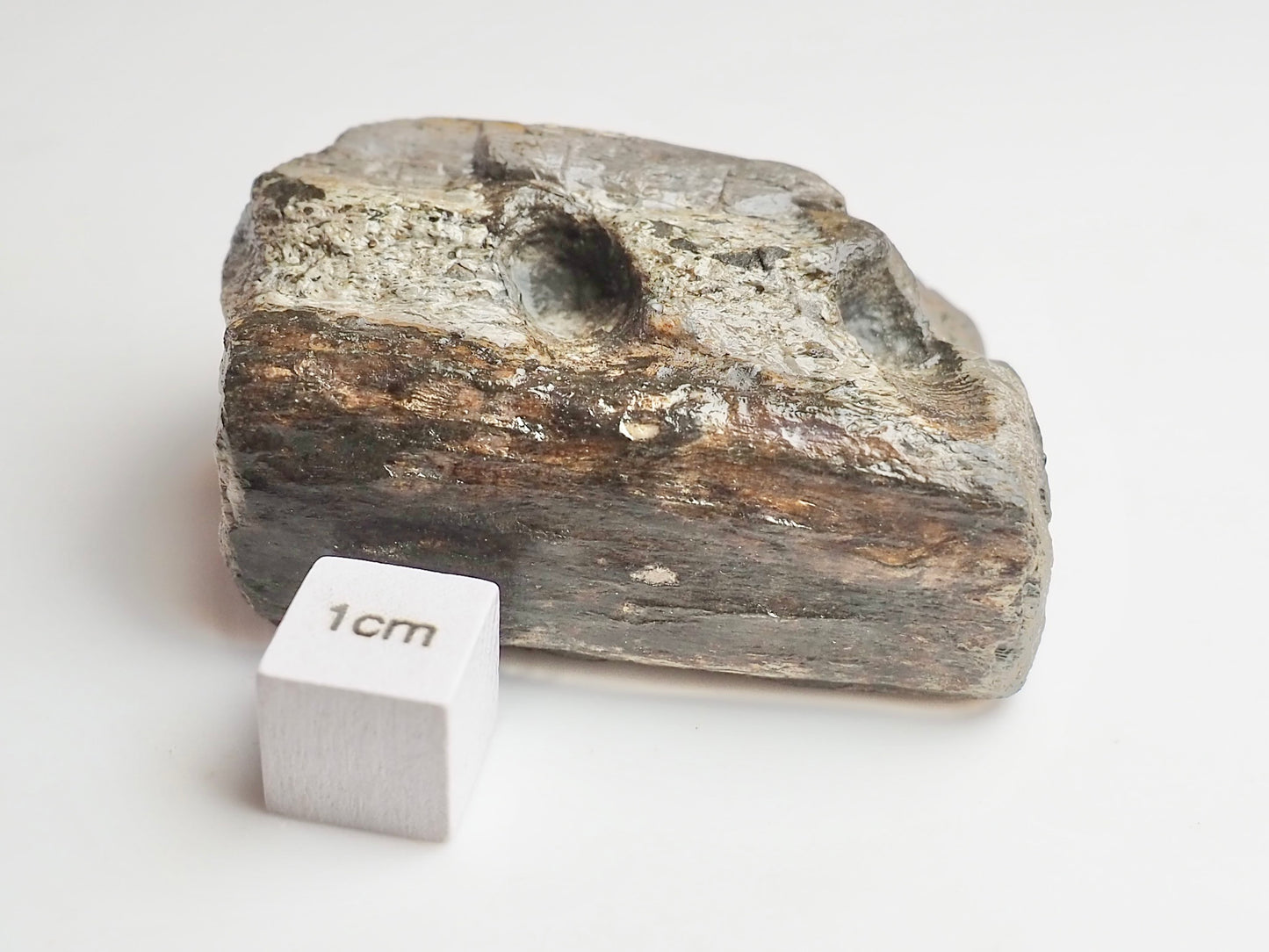 Fossilised Crocodile Jaw Bone Section – Tooth Sockets – Jurassic Yorkshire