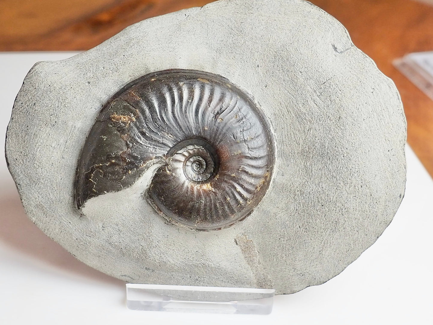 Eleganticeras Ammonite Fossil – Lower Jurassic Yorkshire Coast