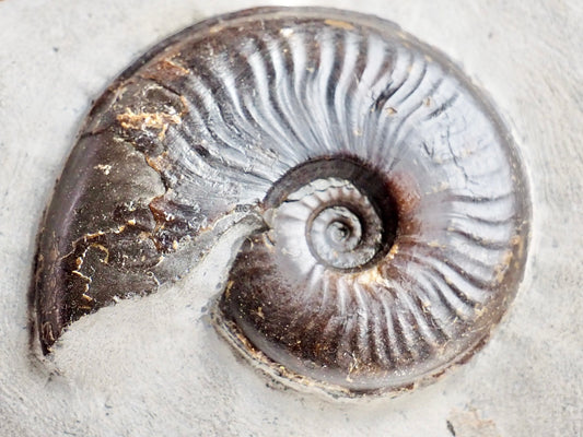 Eleganticeras Ammonite Fossil – Lower Jurassic Yorkshire Coast