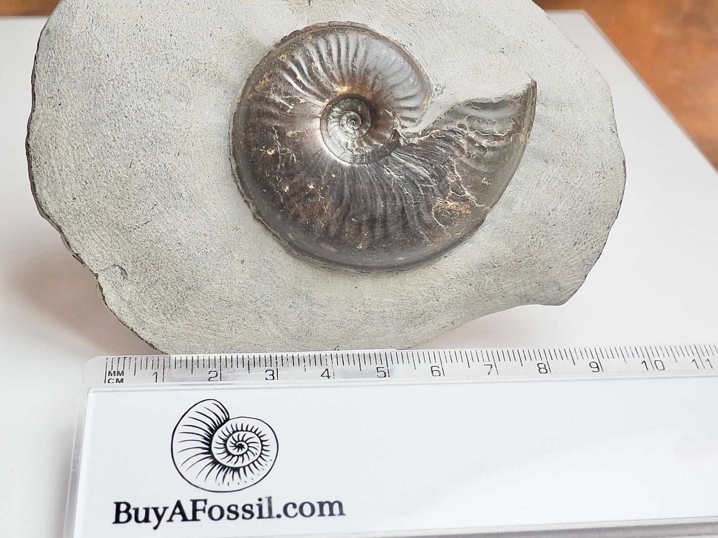 Eleganticeras Ammonite Fossil – Lower Jurassic Yorkshire Coast