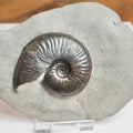 Eleganticeras Ammonite Fossil – Lower Jurassic Yorkshire Coast