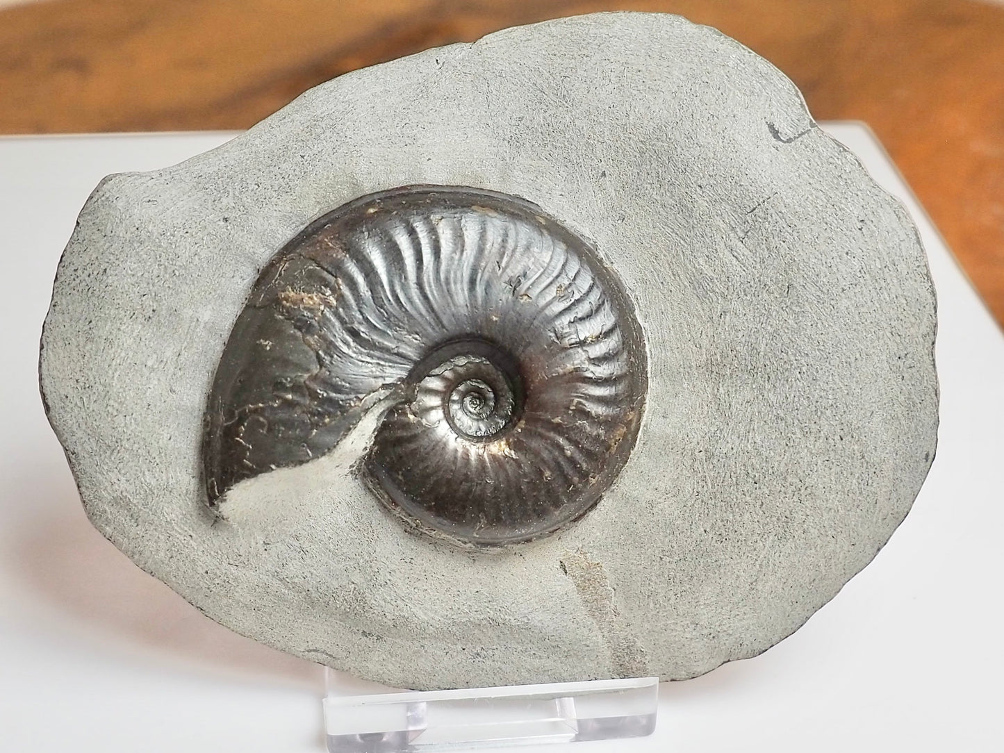 Eleganticeras Ammonite Fossil – Lower Jurassic Yorkshire Coast