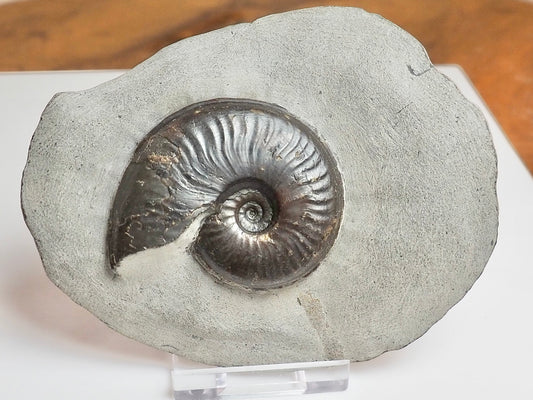 Eleganticeras Ammonite Fossil – Lower Jurassic Yorkshire Coast