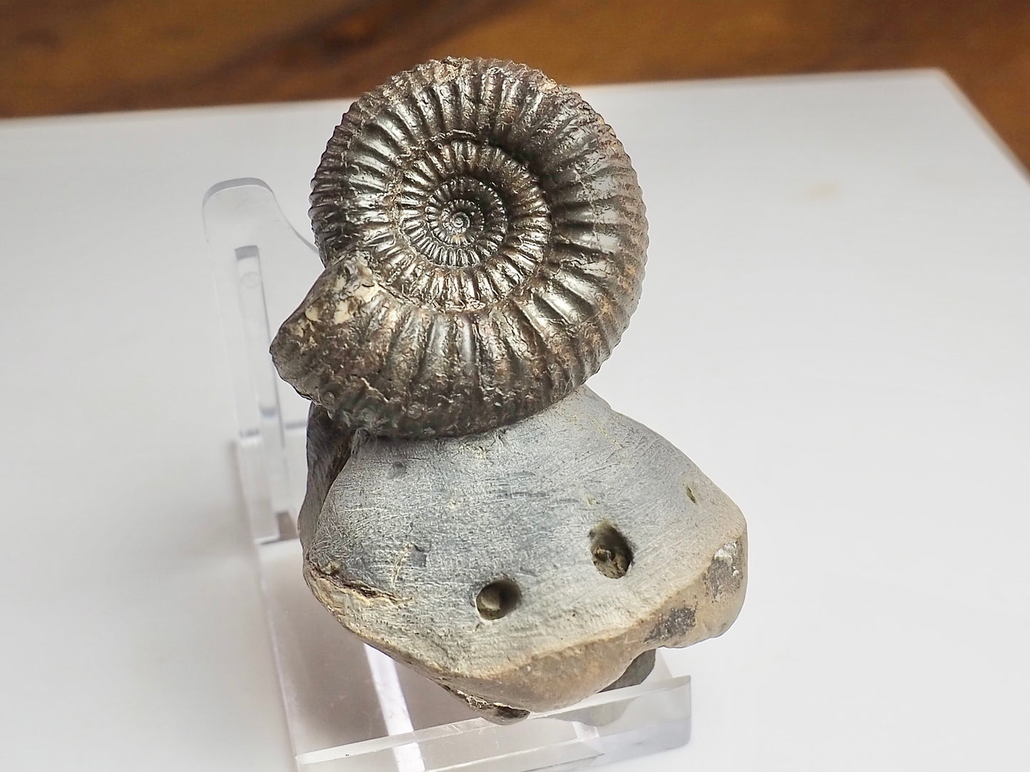 Catacoeloceras Ammonite Fossil – Pinpoint Middle – Jurassic Yorkshire