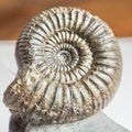 Catacoeloceras Ammonite Fossil – Pinpoint Middle – Jurassic Yorkshire