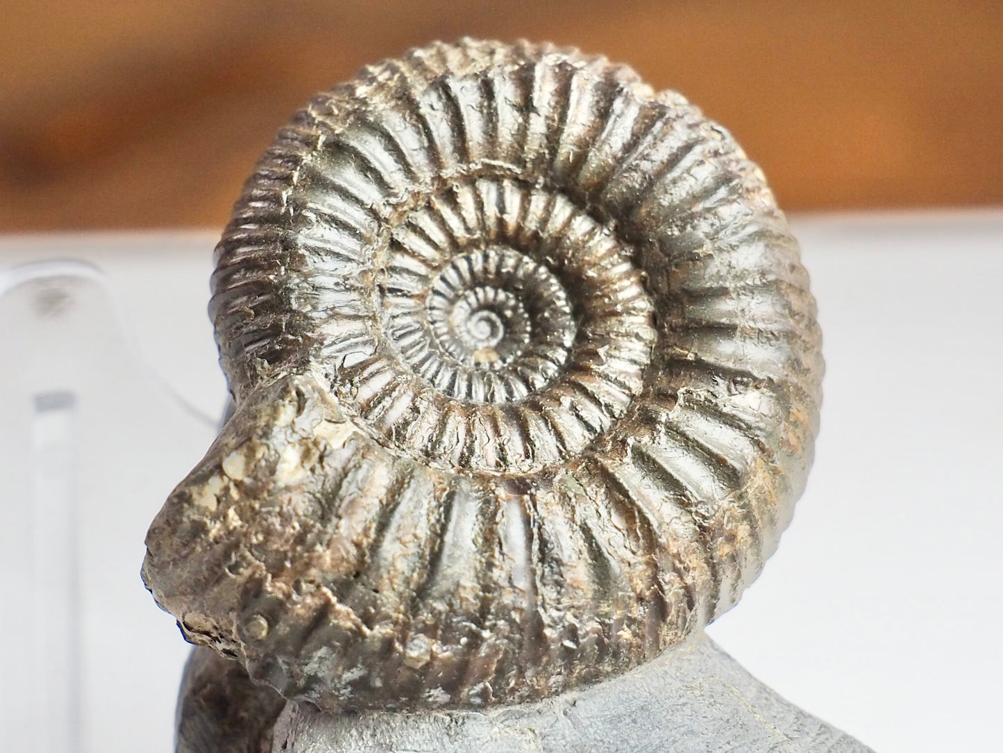 Catacoeloceras Ammonite Fossil – Pinpoint Middle – Jurassic Yorkshire