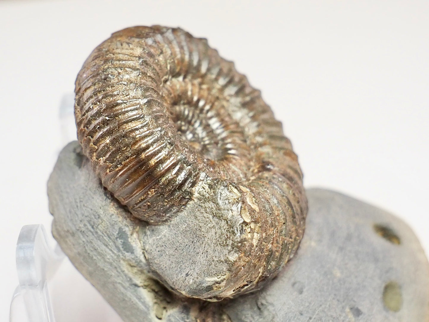 Catacoeloceras Ammonite Fossil – Pinpoint Middle – Jurassic Yorkshire