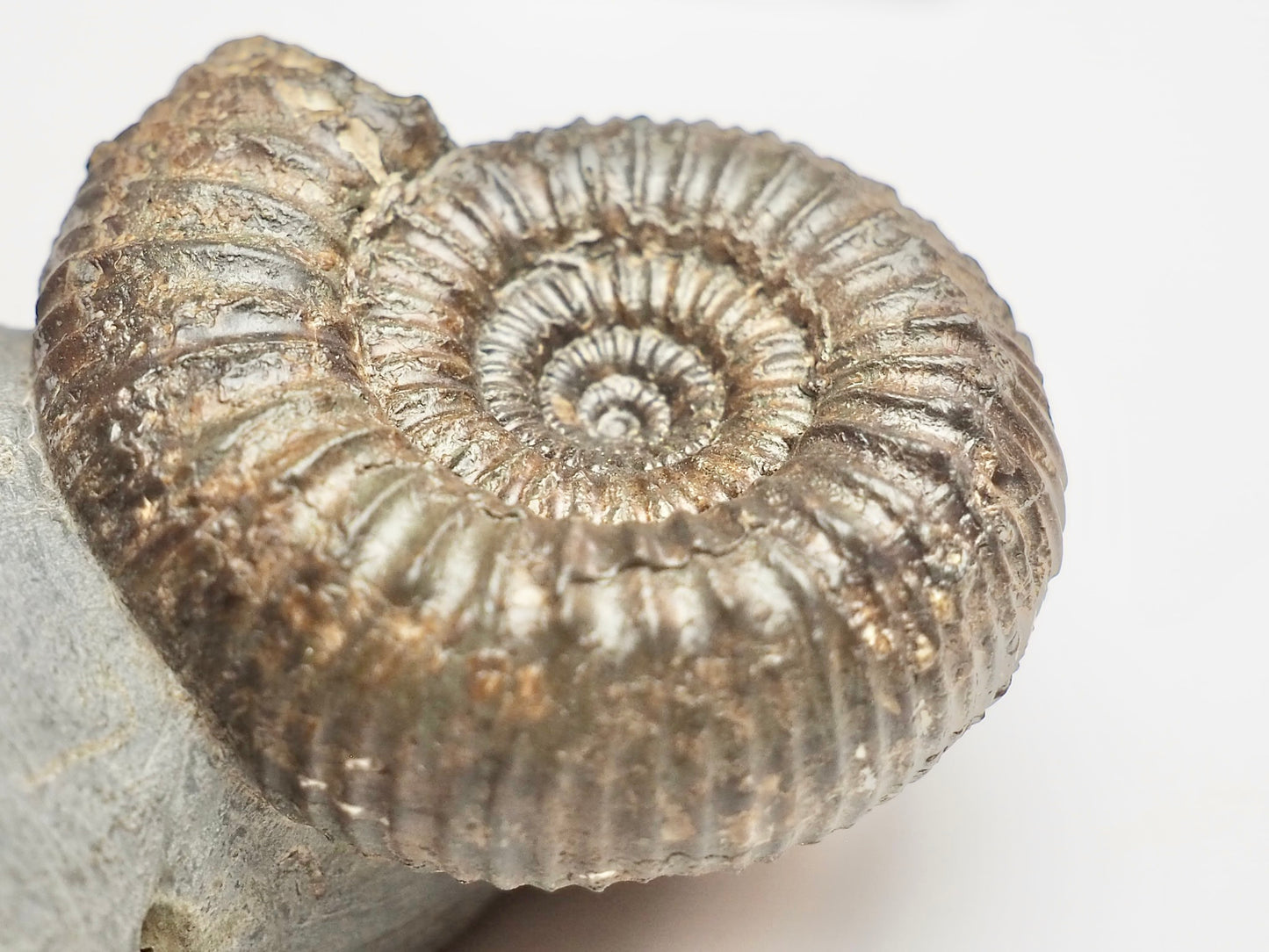 Catacoeloceras Ammonite Fossil – Pinpoint Middle – Jurassic Yorkshire