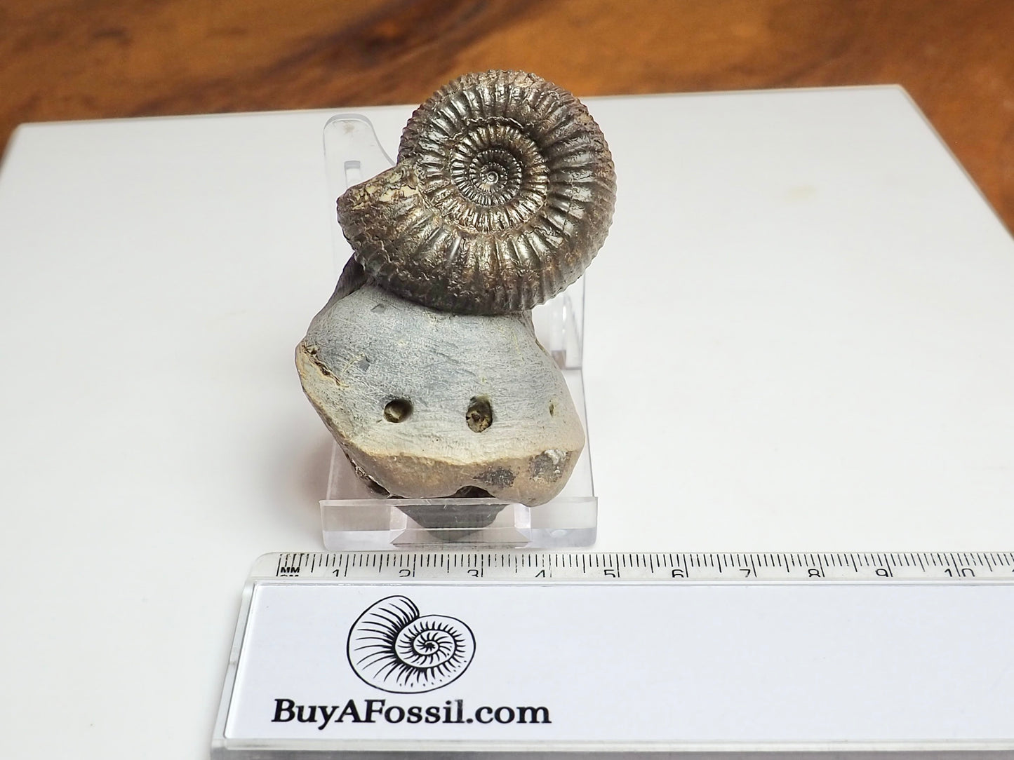 Catacoeloceras Ammonite Fossil – Pinpoint Middle – Jurassic Yorkshire