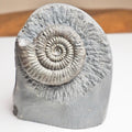 Zugodactylites Ammonite Fossil With Cut Base – Jurassic Yorkshire Coast
