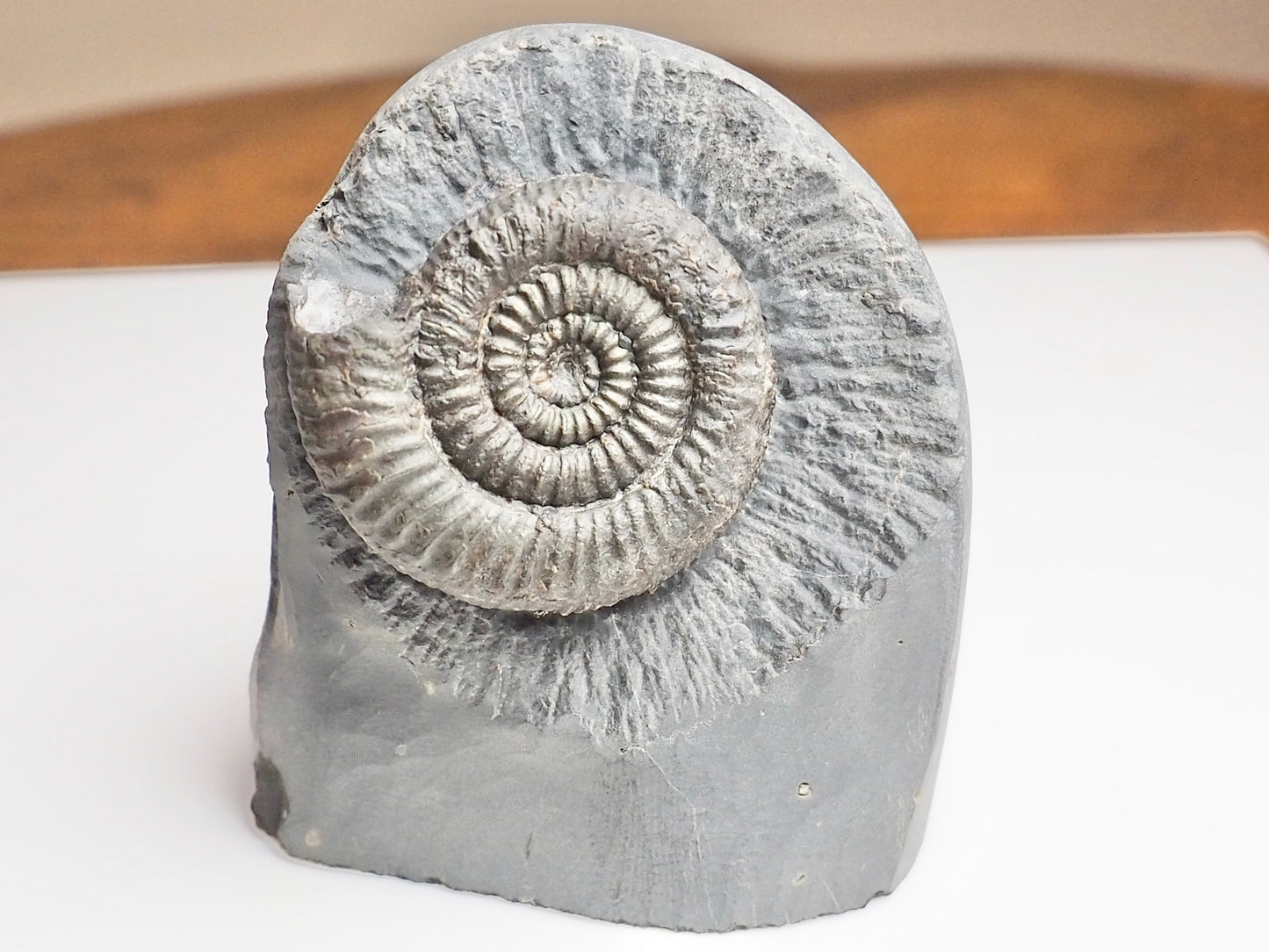 Zugodactylites Ammonite Fossil With Cut Base – Jurassic Yorkshire Coast