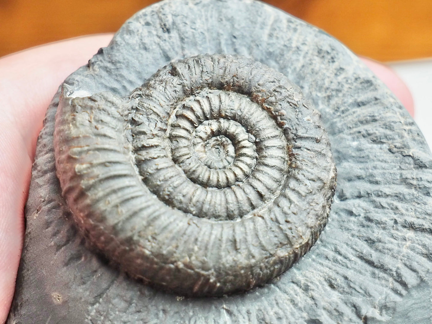 Zugodactylites Ammonite Fossil With Cut Base – Jurassic Yorkshire Coast