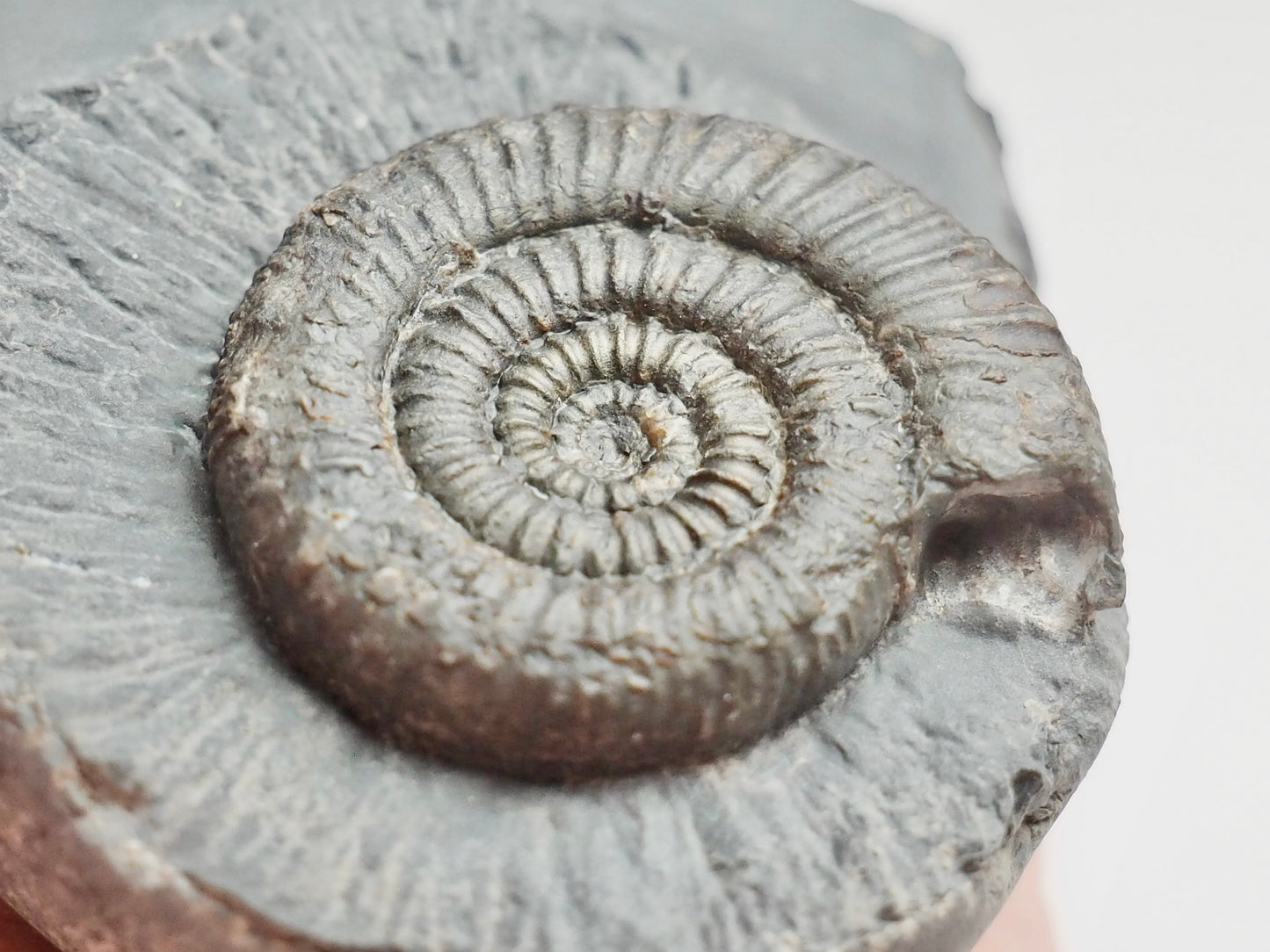 Zugodactylites Ammonite Fossil With Cut Base – Jurassic Yorkshire Coast