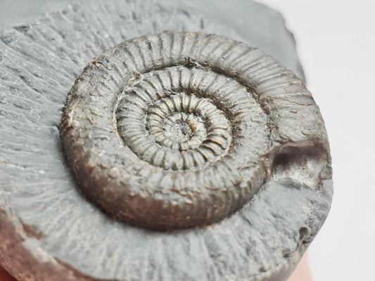 Zugodactylites Ammonite Fossil With Cut Base – Jurassic Yorkshire Coast