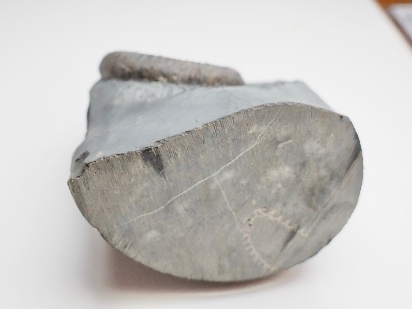 Zugodactylites Ammonite Fossil With Cut Base – Jurassic Yorkshire Coast
