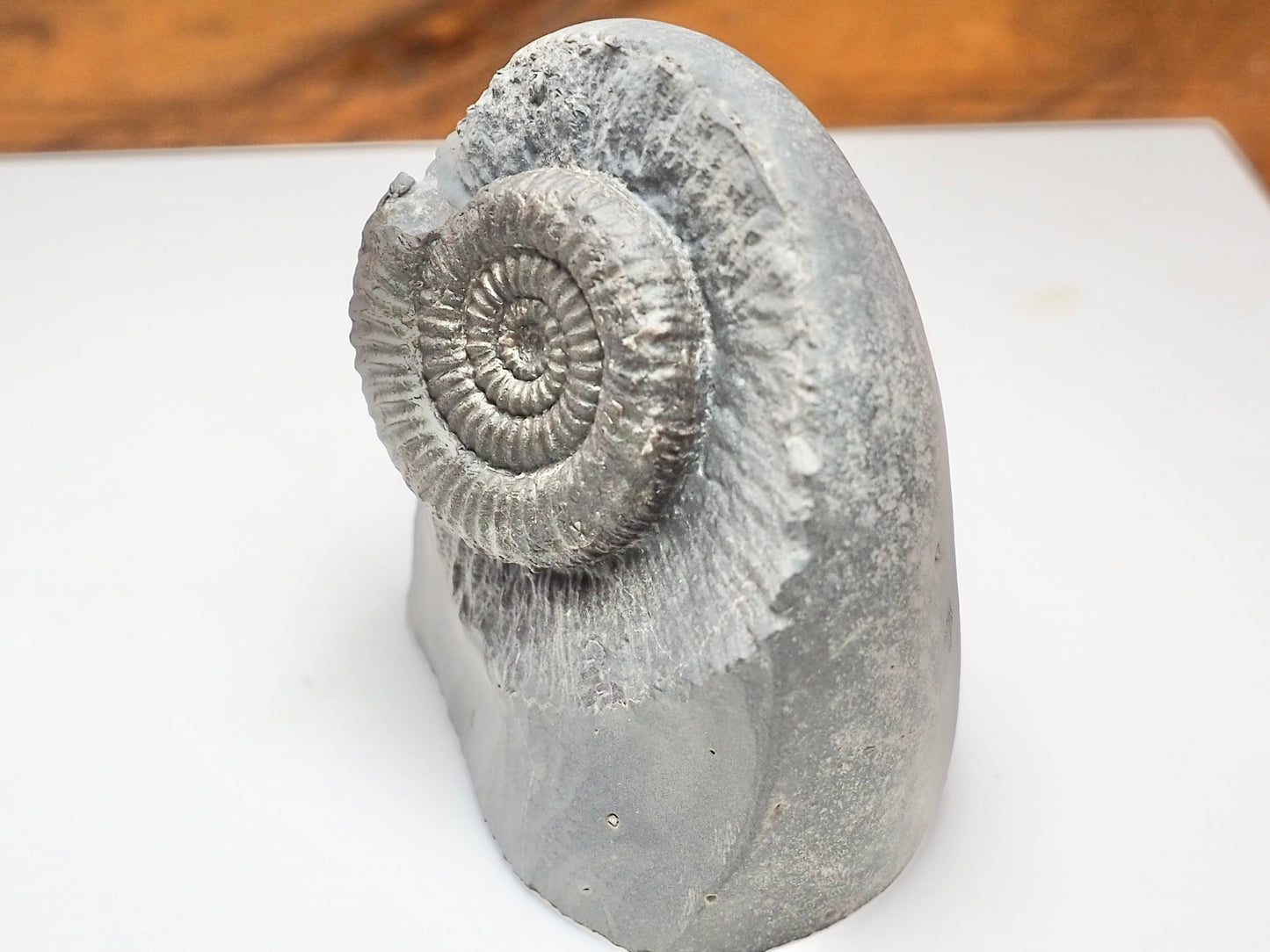 Zugodactylites Ammonite Fossil With Cut Base – Jurassic Yorkshire Coast