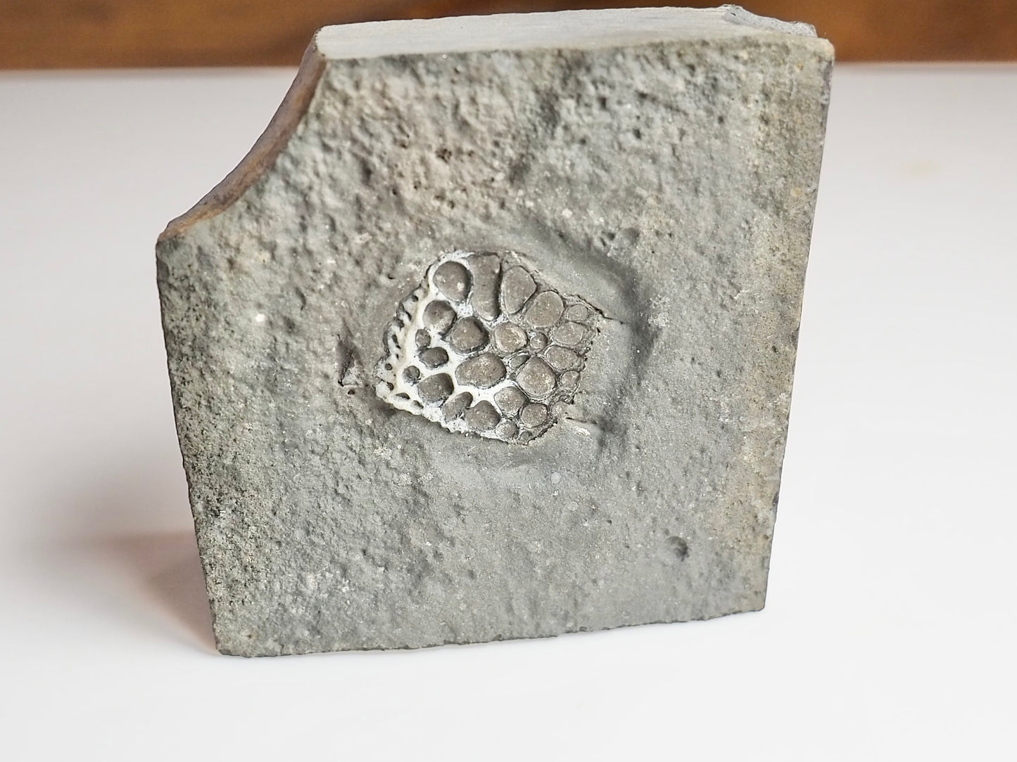 Rare Fossilised Crocodile Scute – Jurassic Osteoderm – Yorkshire Coast