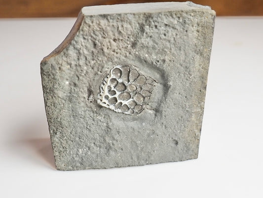 Rare Fossilised Crocodile Scute – Jurassic Osteoderm – Yorkshire Coast