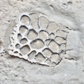 Rare Fossilised Crocodile Scute – Jurassic Osteoderm – Yorkshire Coast