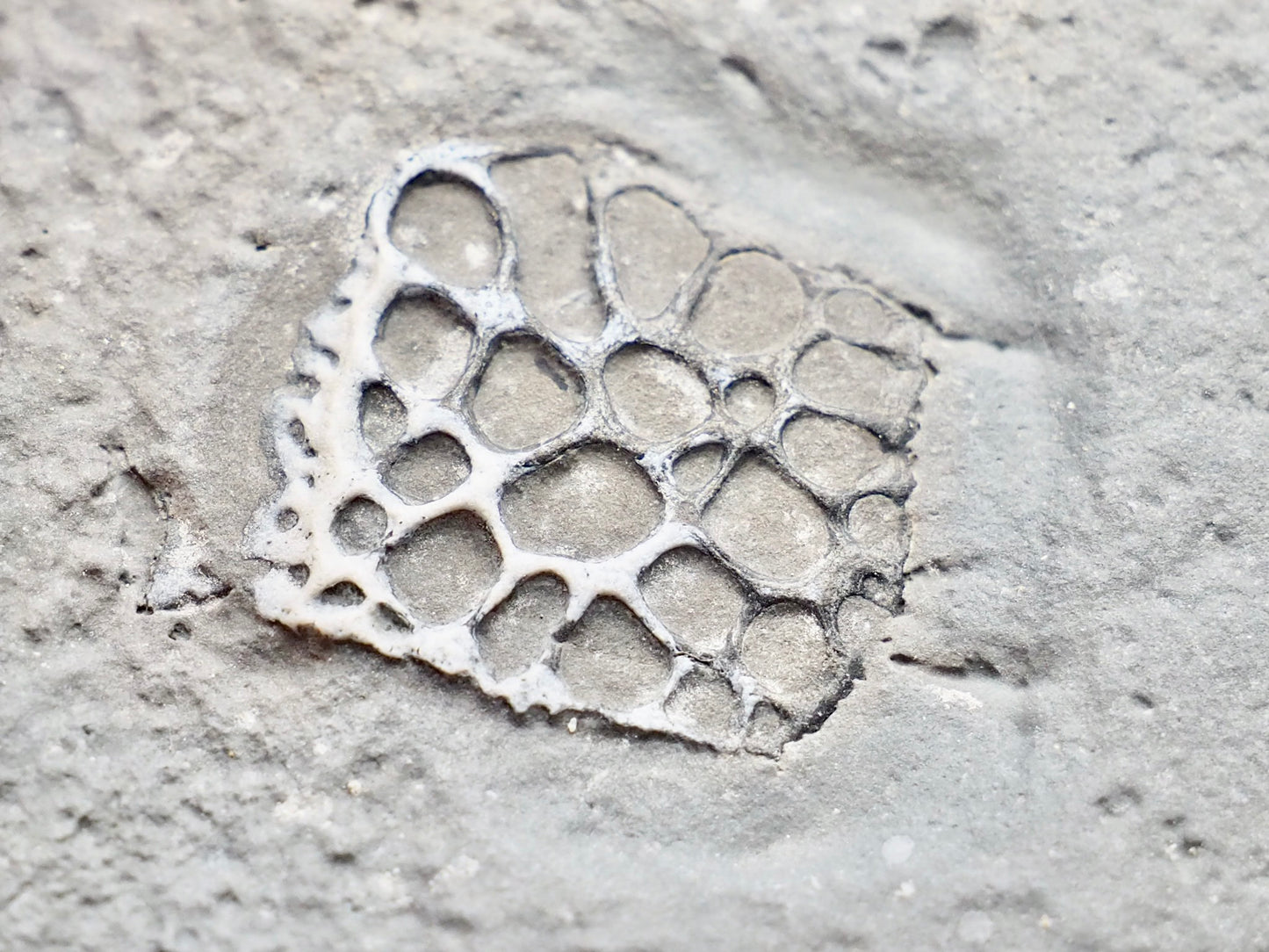 Rare Fossilised Crocodile Scute – Jurassic Osteoderm – Yorkshire Coast