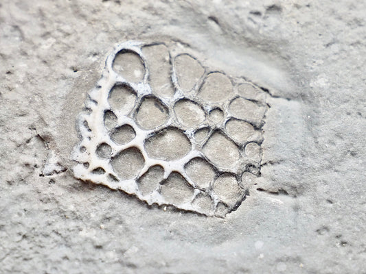 Rare Fossilised Crocodile Scute – Jurassic Osteoderm – Yorkshire Coast