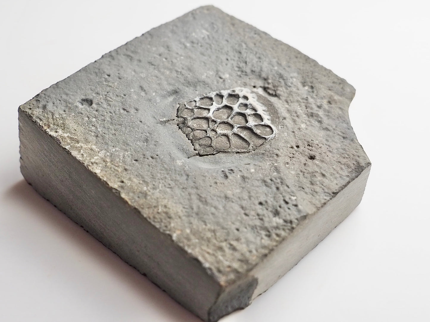 Rare Fossilised Crocodile Scute – Jurassic Osteoderm – Yorkshire Coast
