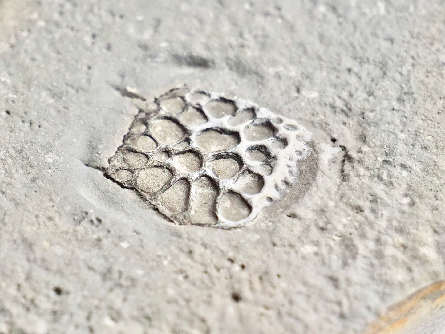 Rare Fossilised Crocodile Scute – Jurassic Osteoderm – Yorkshire Coast