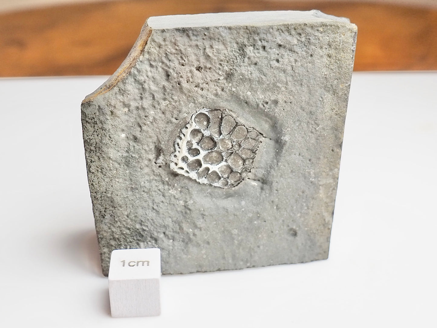 Rare Fossilised Crocodile Scute – Jurassic Osteoderm – Yorkshire Coast