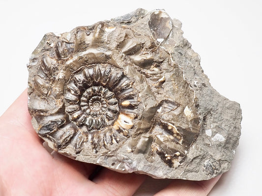 Androgynoceras Maculatum Ammonite On Matrix