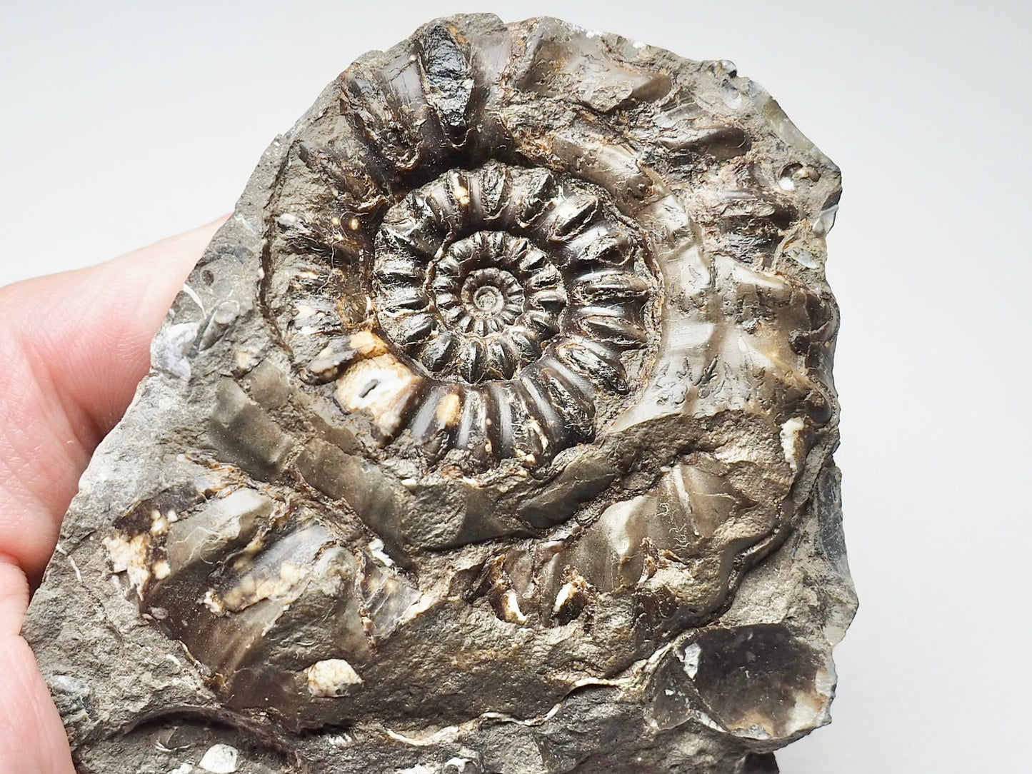 Androgynoceras Maculatum Ammonite On Matrix