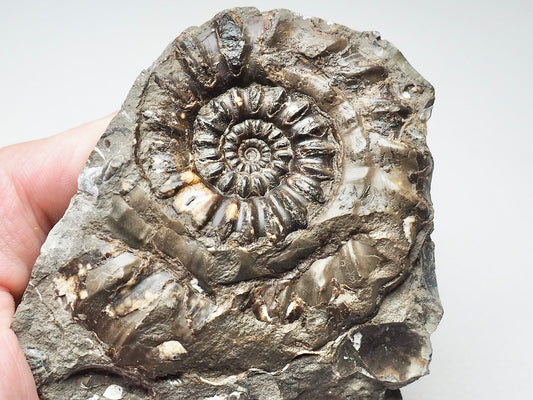 Androgynoceras Maculatum Ammonite On Matrix