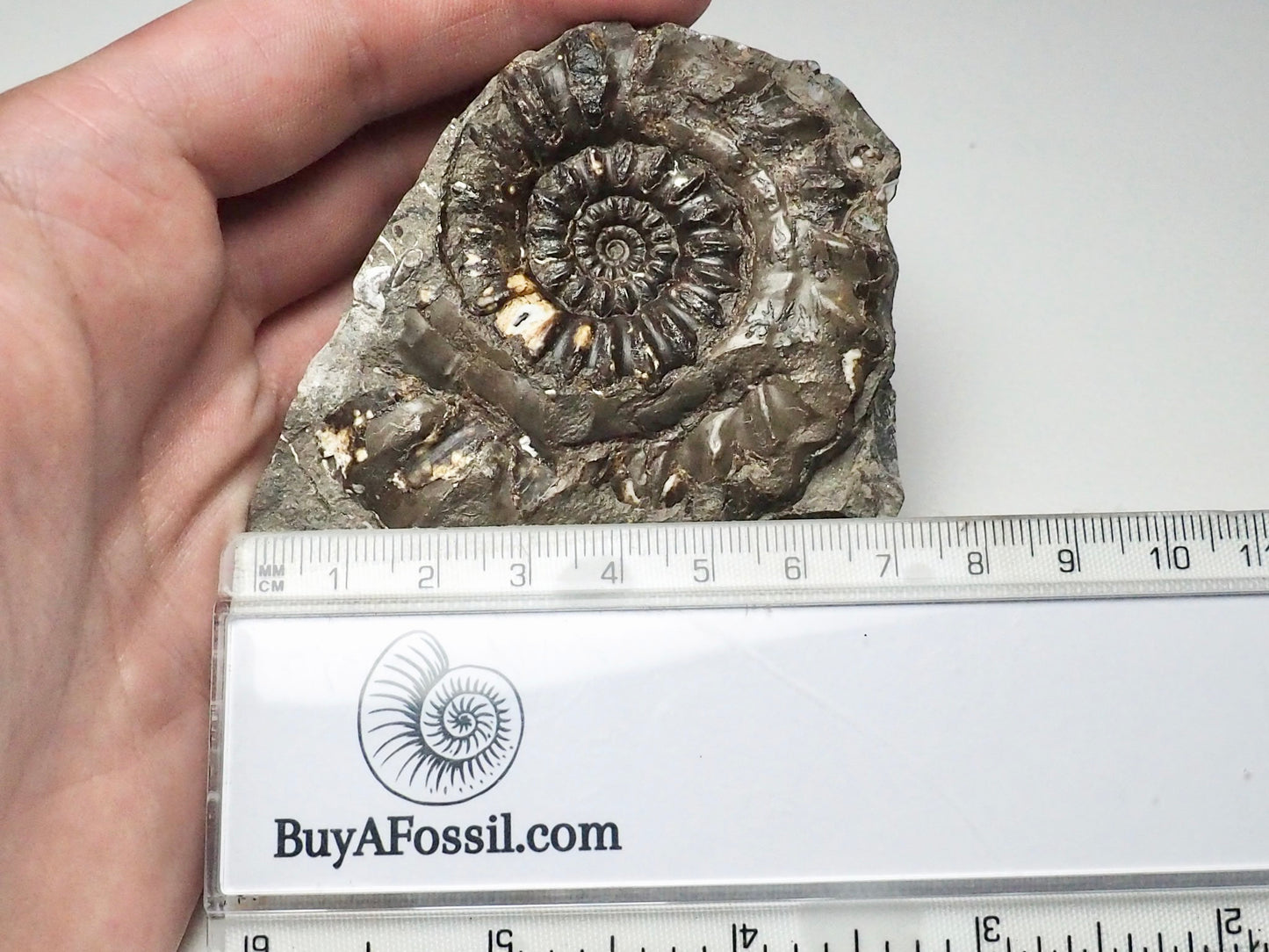 Androgynoceras Maculatum Ammonite On Matrix