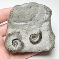 Eleganticeras Ammonite Fossil – Whitby Yorkshire Coast – Jurassic