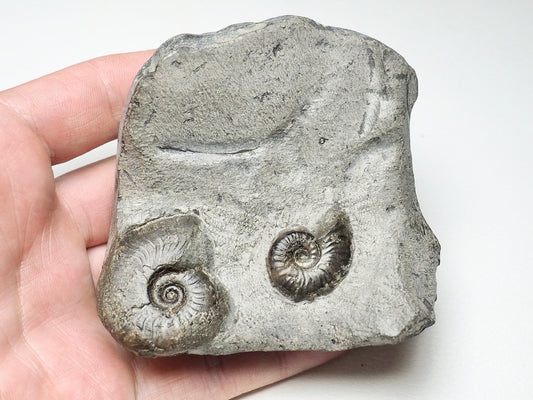 Eleganticeras Ammonite Double Cutbase