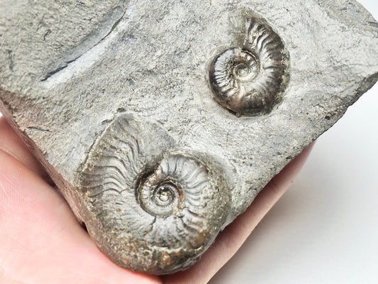 Eleganticeras Ammonite Double Cutbase