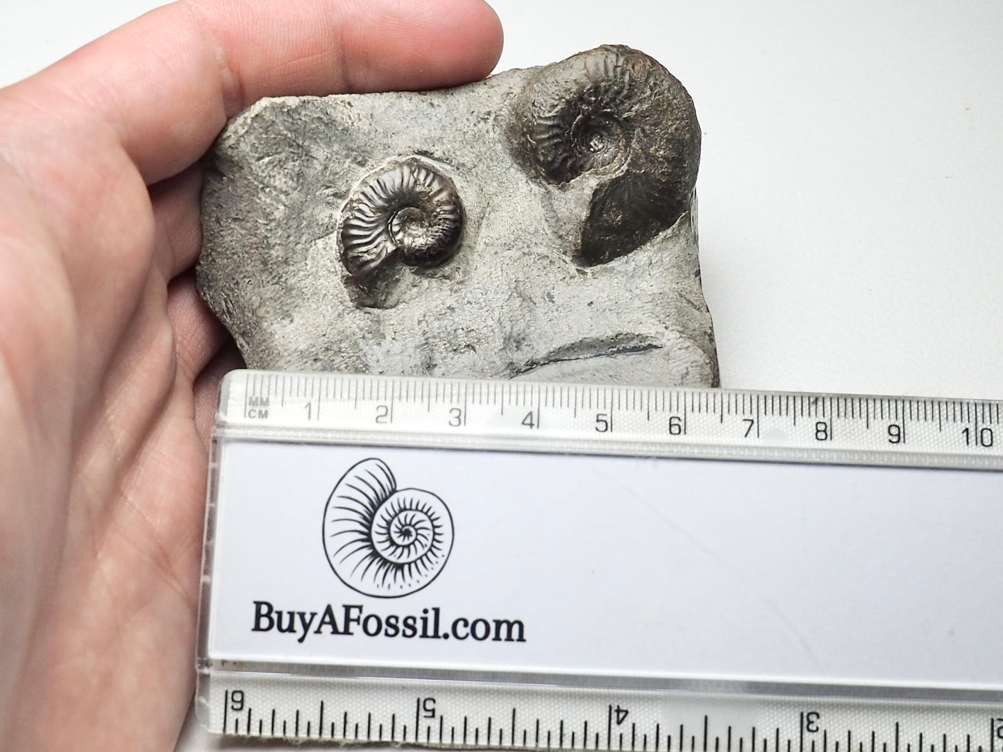 Eleganticeras Ammonite Double Cutbase