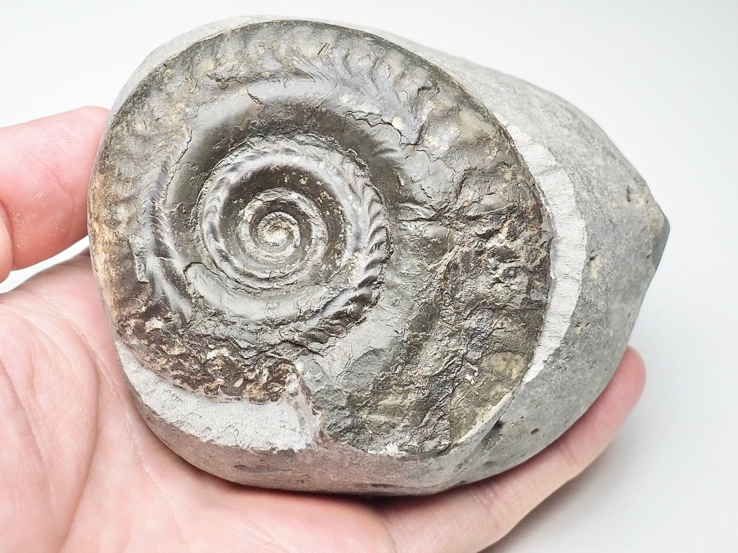 Hildoceras Ammonite