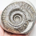 Hildoceras Ammonite Fossil – Whitby Yorkshire Coast – Jurassic