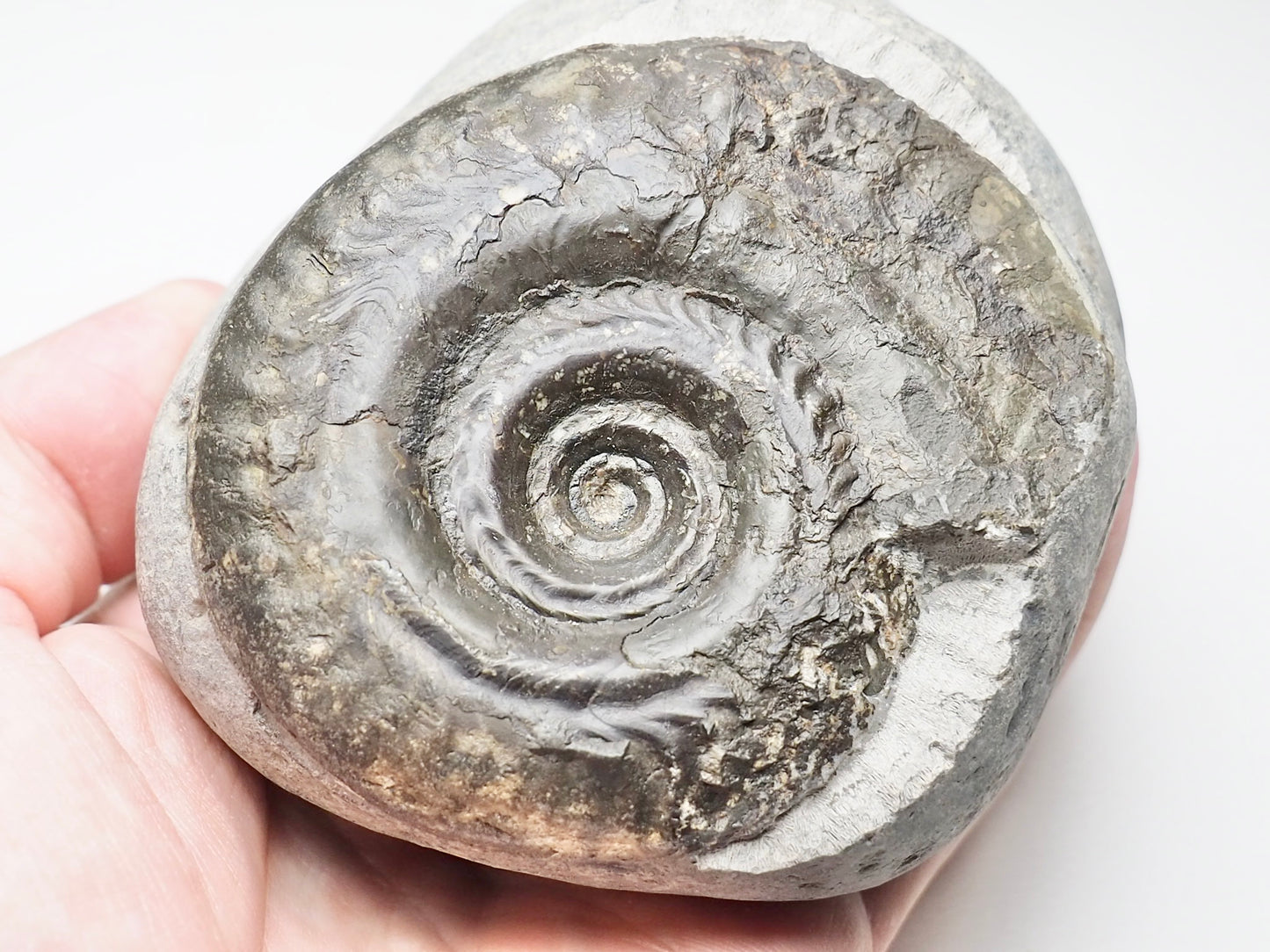 Hildoceras Ammonite