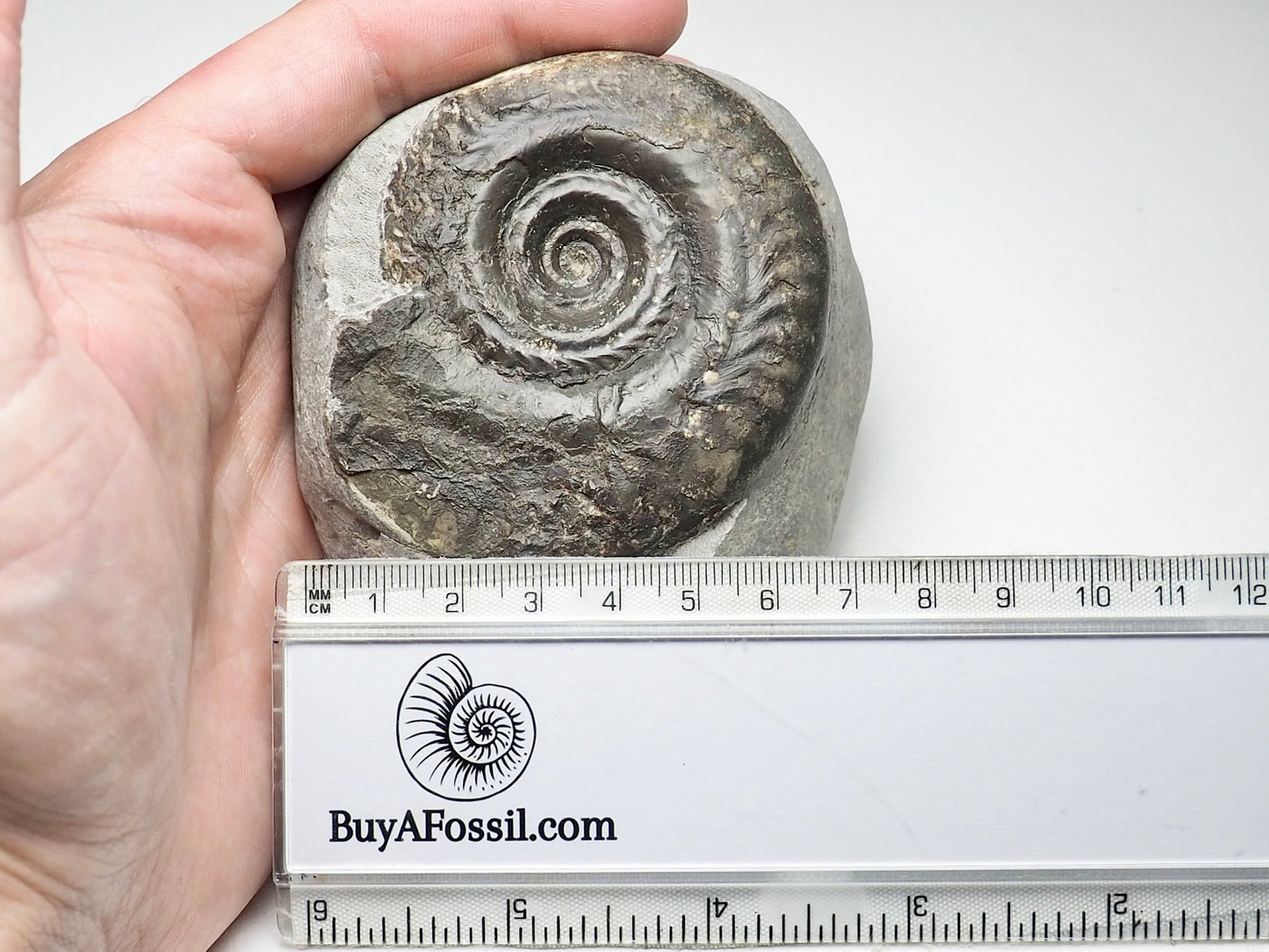 Hildoceras Ammonite