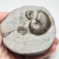 Eleganticeras Ammonite Fossil – Whitby Yorkshire Coast – Jurassic