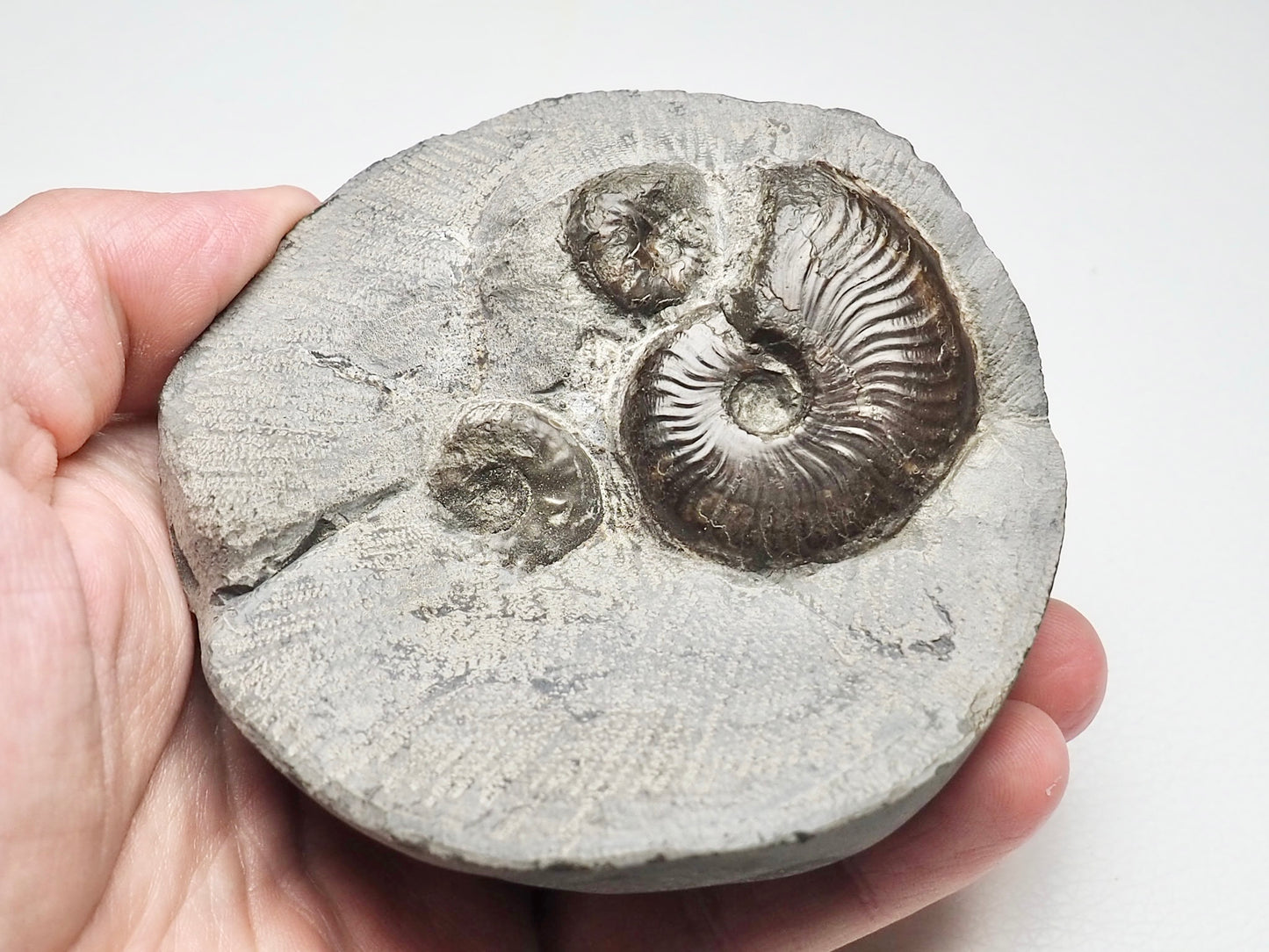 Eleganticeras Ammonite Triple