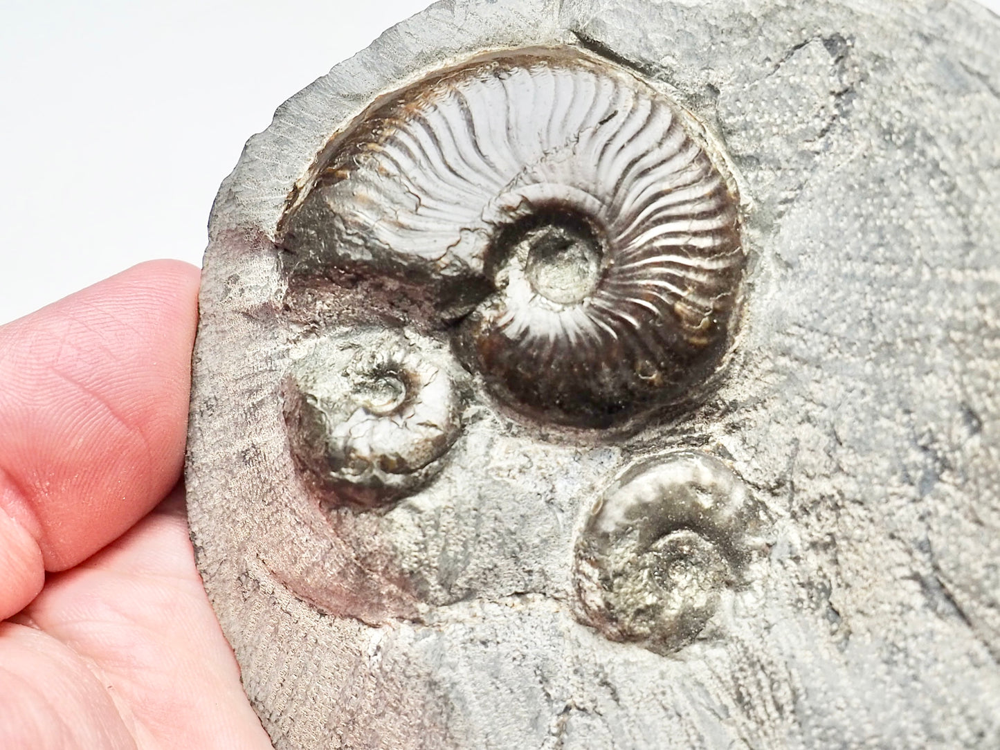 Eleganticeras Ammonite Triple