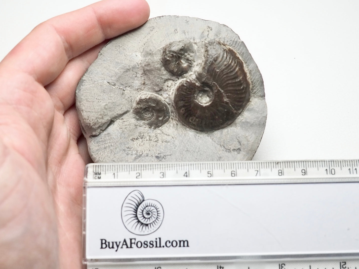 Eleganticeras Ammonite Triple