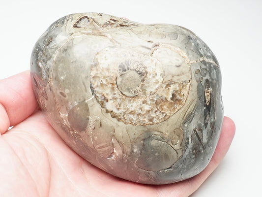 Hand Polished Ammonite