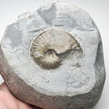 Pseudolioceras Ammonite Fossil – Whitby Yorkshire Coast – Jurassic