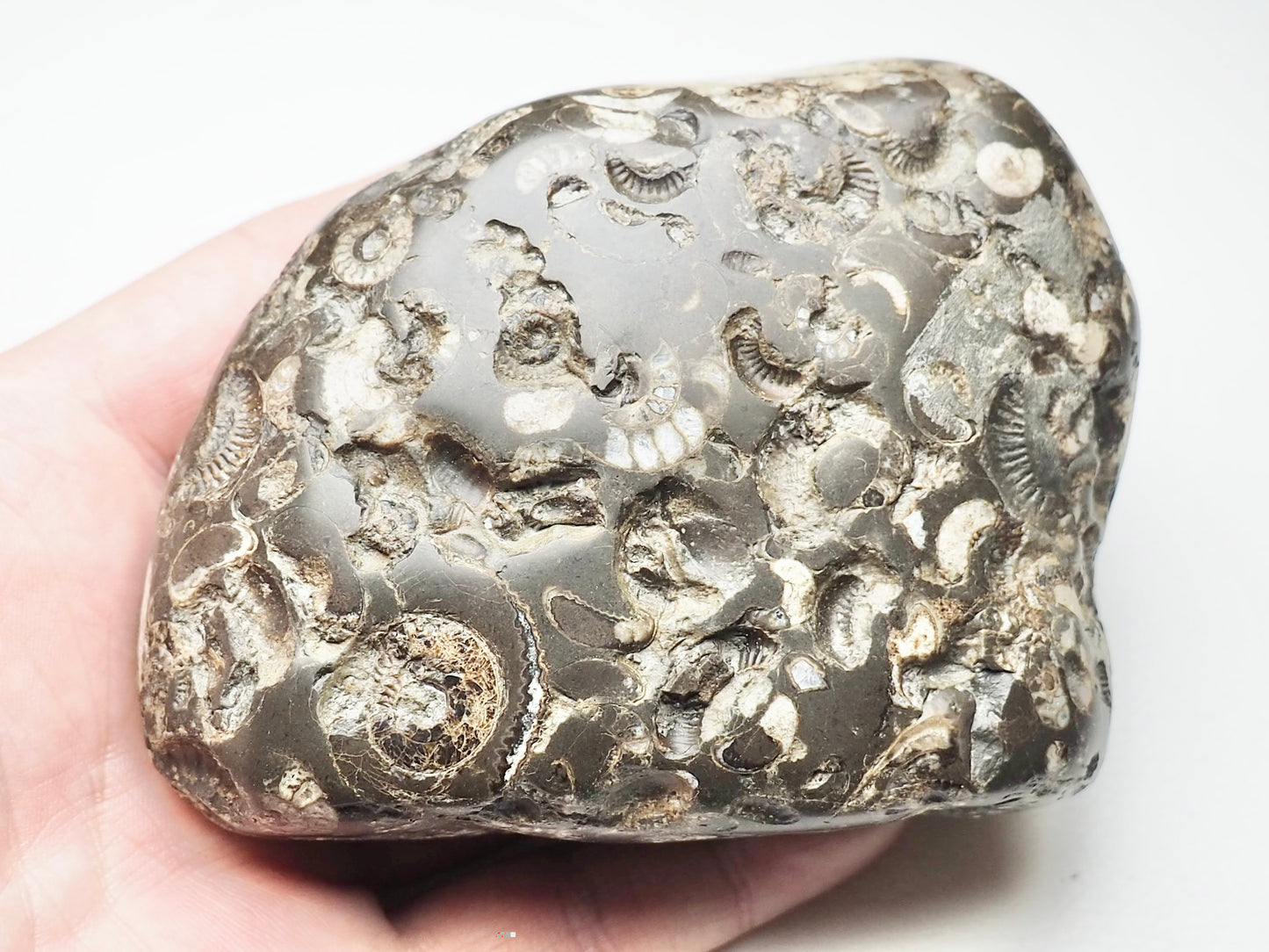 Hand Polished Ammonite Multi