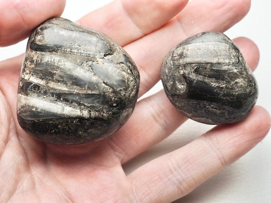 Hand Polished Belemnite Pebbles x2